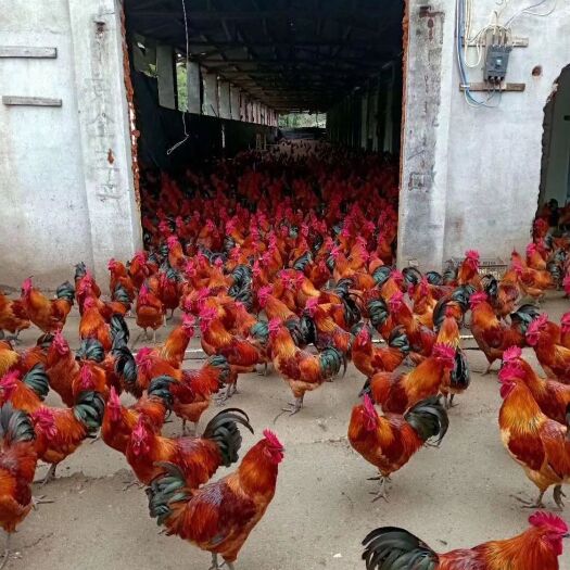 南宁血毛土鸡苗 青脚青嘴白皮肤快羽 公鸡毛色血红为主性成熟早冠大直鲜红…