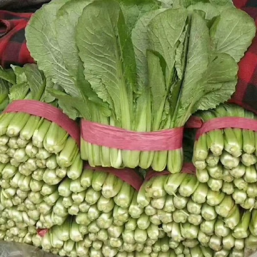 毛白菜  小白菜 天津绿小白菜 有细颗  中颗  粗颗 根部均匀 干净