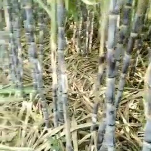 遂平县 黑皮甘蔗