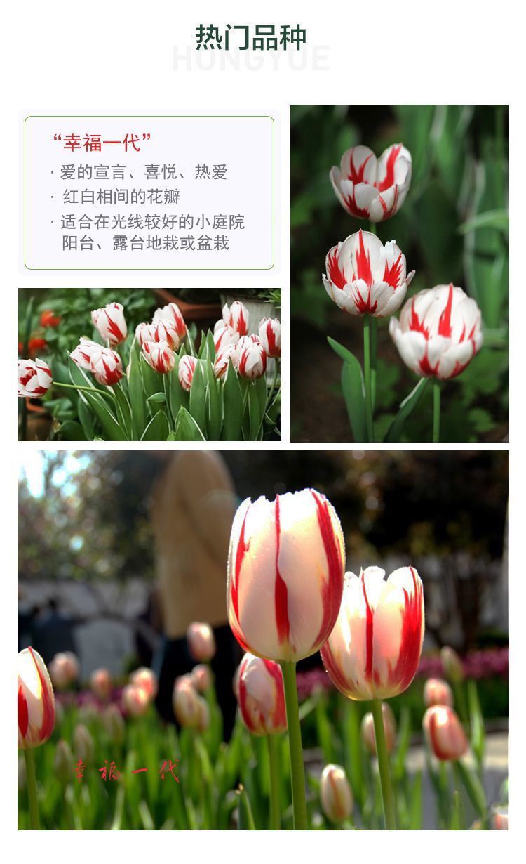 荷兰郁金香种球多年生盆栽球根郁金香种子室外庭院耐寒植物