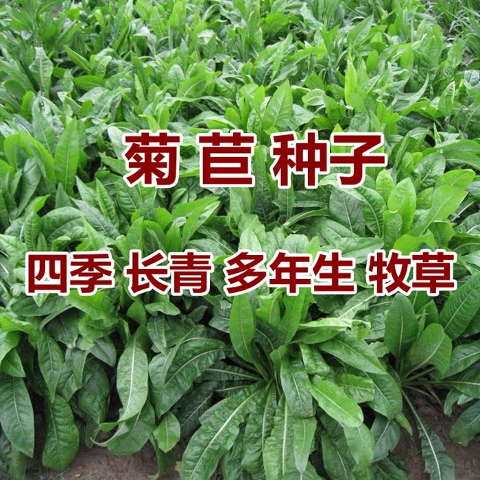 大叶菊苣种子多年生牧草种子养殖四季猪牛羊鸭鹅兔草种籽再生