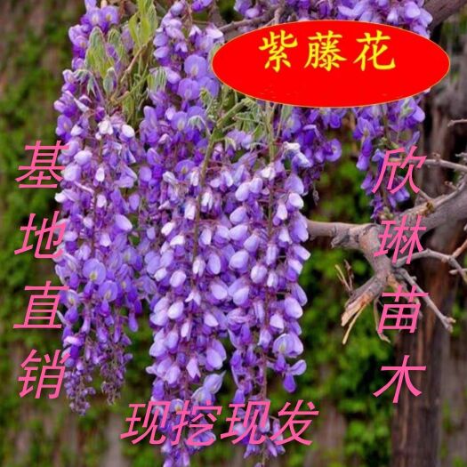 平邑县 多花紫藤树苗藤本花卉攀爬庭院爬藤植物盆景老桩紫藤品种齐全