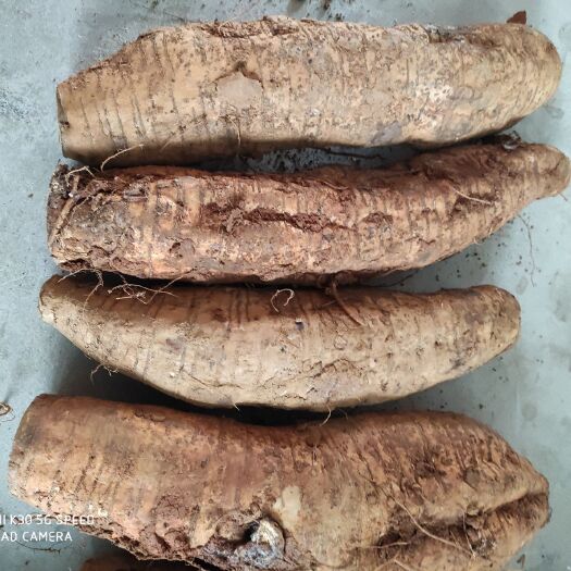 长沙县粉葛根年生粉葛，每个2至5斤重。