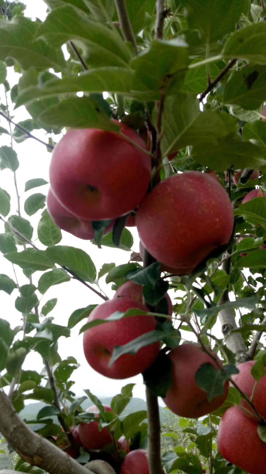 红富士苹果 盐源苹果冰糖心