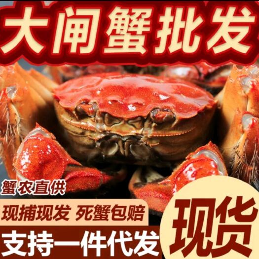 兴化市大纵湖镇大闸蟹  大量批发江苏兴化红膏大闸蟹 塘口直发一手货源