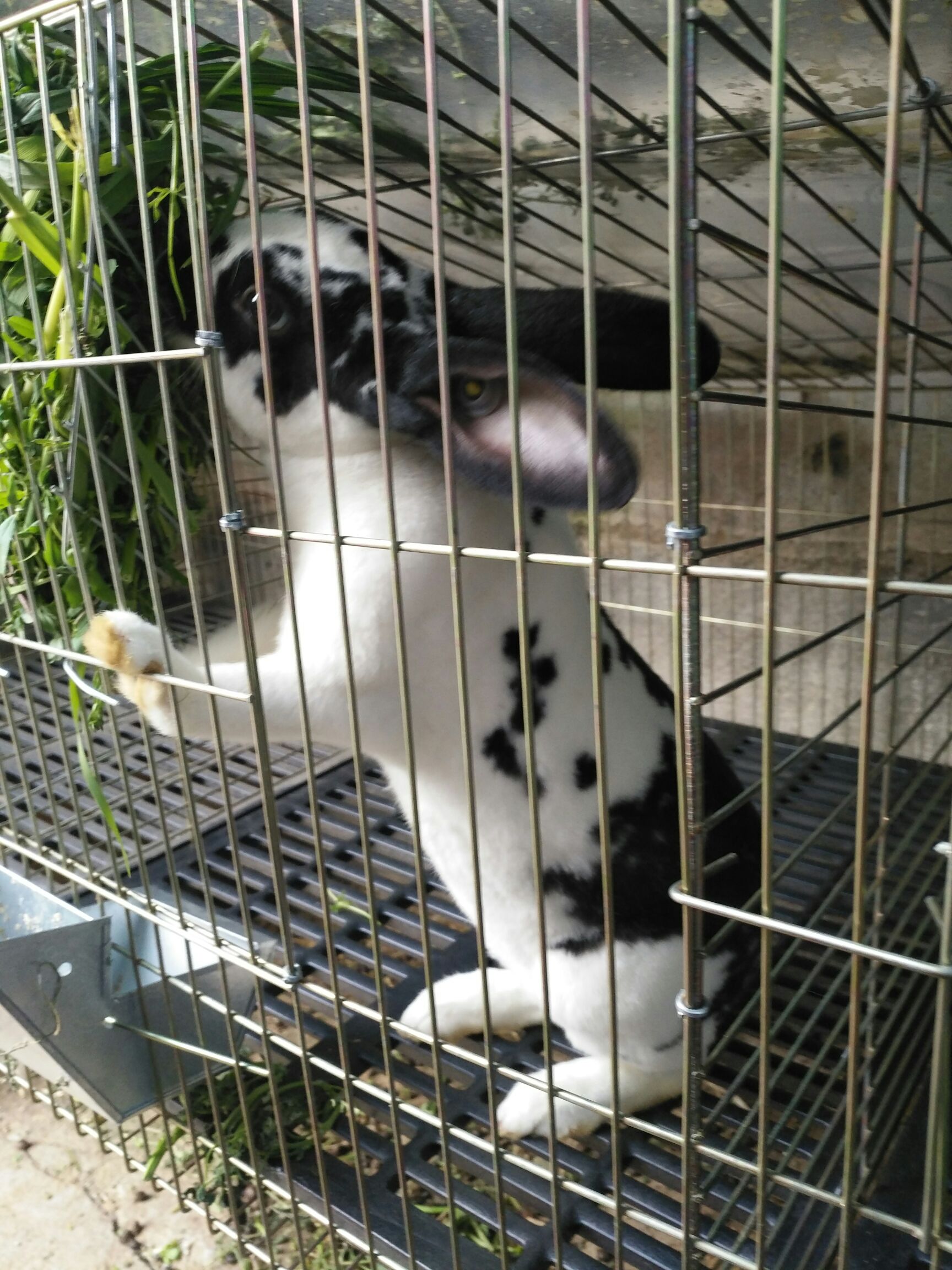  熊猫兔
