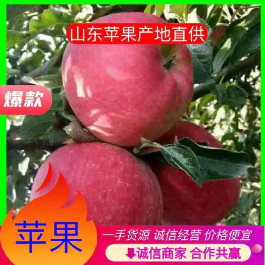 沂水县红星苹果，红富士苹果【果园现摘】苹果产地直销口感脆甜货源充足
