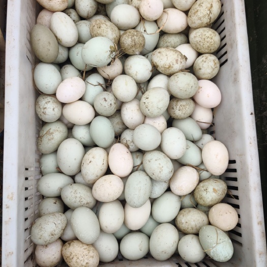 南县麻鸭蛋 食用 箱装