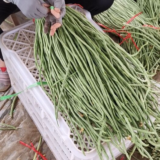 新乐市绿翡翠长豆角 大棚精品长豆角大量上市中