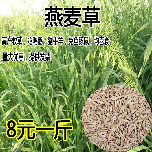 沭阳县燕麦种子边锋燕麦牧草种子高产量饲料高营养 热卖春秋季种植