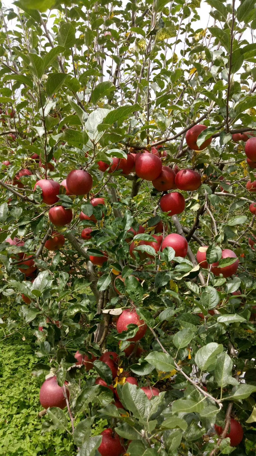 红富士苹果 盐源苹果冰糖心
