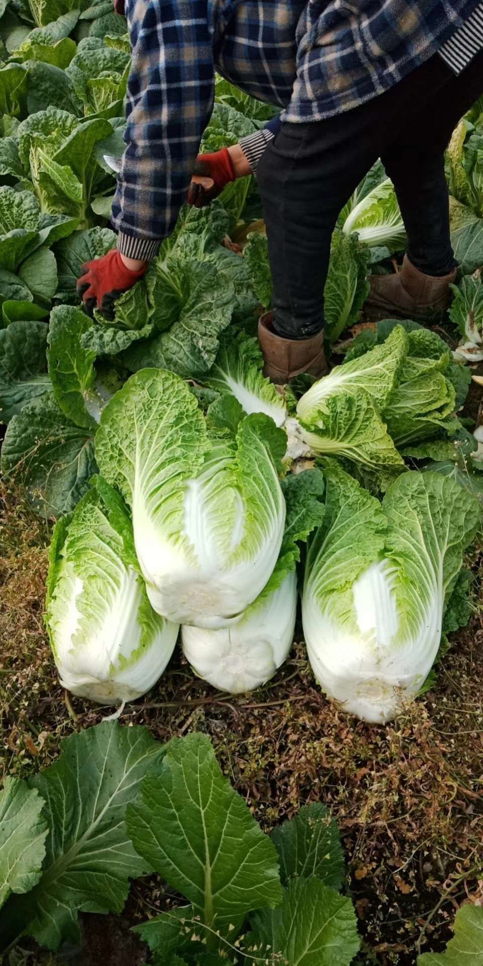 黄心大白菜  精品白菜，产地大量上市，一手货源，代发代办全国各地