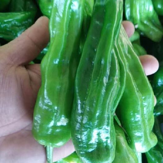 枣庄薄皮椒  薄皮辣椒：芜湖辣椒：皱辣椒