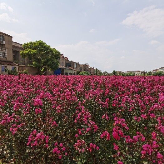 海安市美国红叶紫薇大杯苗