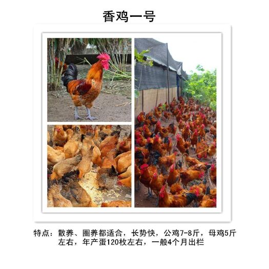 简阳市青脚麻鸡苗  优质快大型青脚麻鸡  香鸡一号