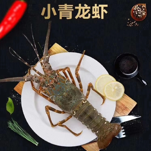 成都小青龙龙虾  小青龙虾  全规格，小青龙