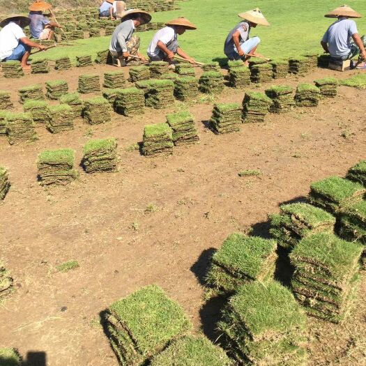 东安县马尼拉草皮