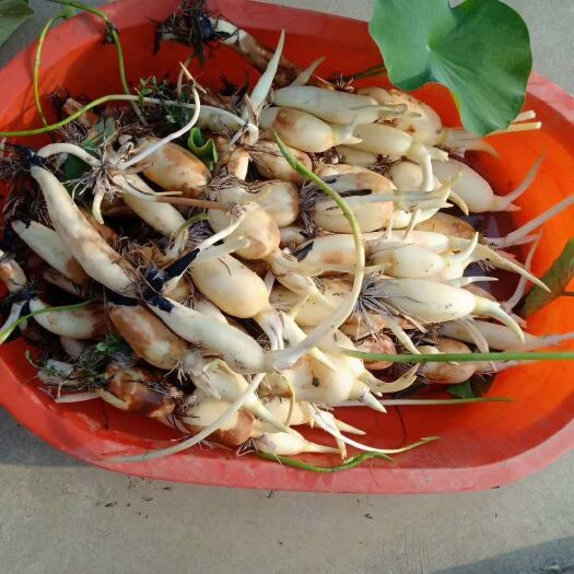 沭阳县南斯拉夫雪莲藕种  高产食用藕苗藕种大量上市粉藕苗白莲藕苗
