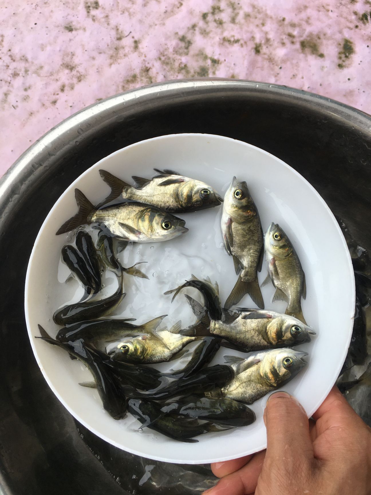  缩骨大头鱼苗 胖头鱼苗 缩骨花鲢仙骨大头苗锁骨大头包邮谈水鱼