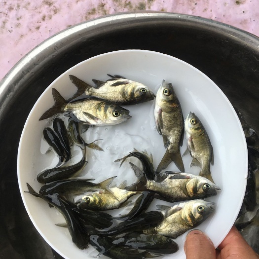 广州 缩骨大头鱼苗 胖头鱼苗 缩骨花鲢仙骨大头苗锁骨大头包邮谈水鱼