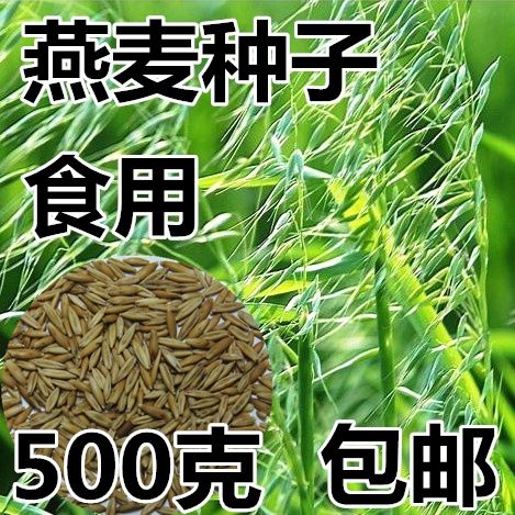 燕麦种子边锋燕麦牧草种子高产量饲料高营养 热卖春秋季种植