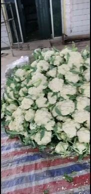 博爱县白花菜 青梗小米乳白色散花，单颗二到三斤，花型好颜色白，基地供应全国