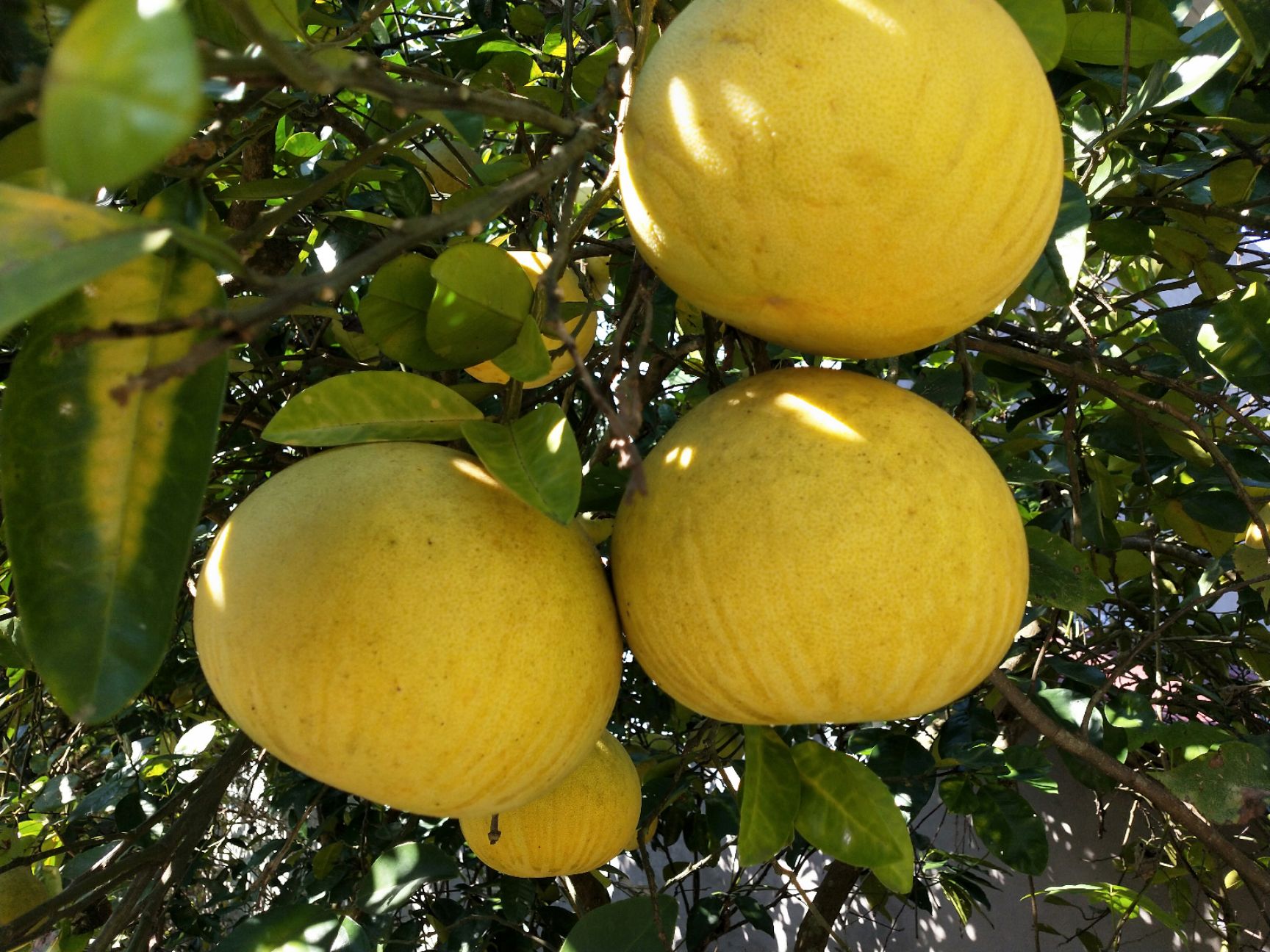 梁平柚批发零售量大从优