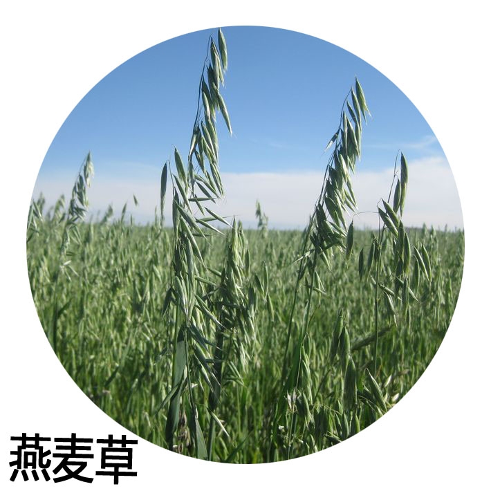 燕麦种子边锋燕麦牧草种子高产量饲料高营养 热卖春秋季种植