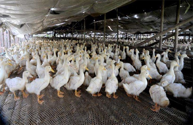 犍为县樱桃谷鸭 肉鸭出栏5000只，有意者联系
