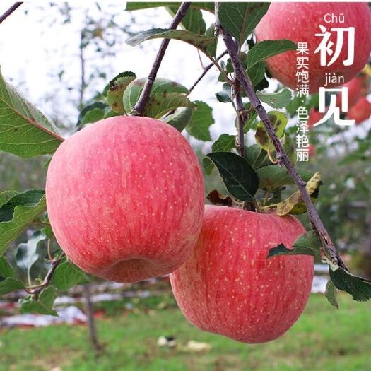 洛川县 洛川苹果，香，甜，脆！欢迎订购