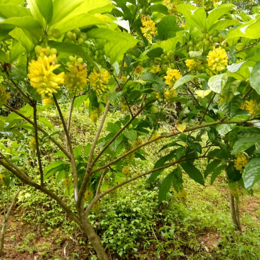 恭城县黄花倒水莲种苗  成年树，根系发达，各种规格都有