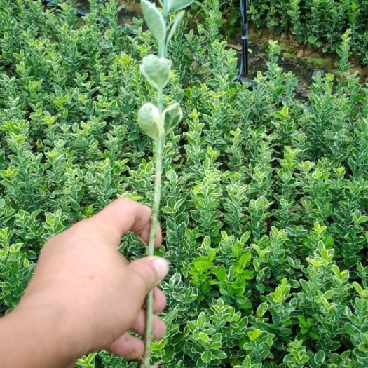 沂南县彩叶卫矛 卫矛