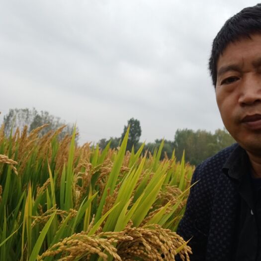 范县范县  瑕瑜米业农家大米