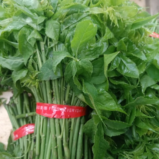 山野菜  云南普洱刺五加菜_药食同源_煮吃凉拌也可炒吃