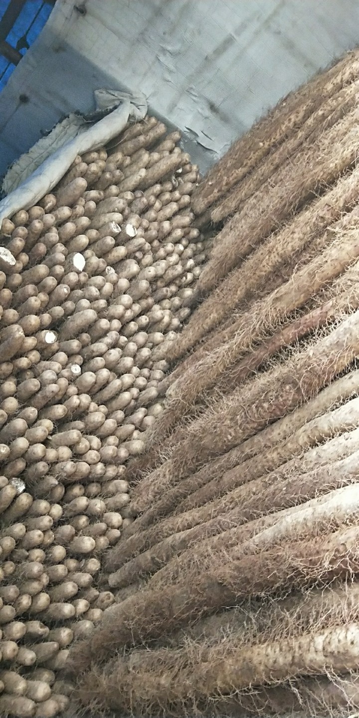 麻山药  山药‖2020年鲜货‖大量上市，产地直发