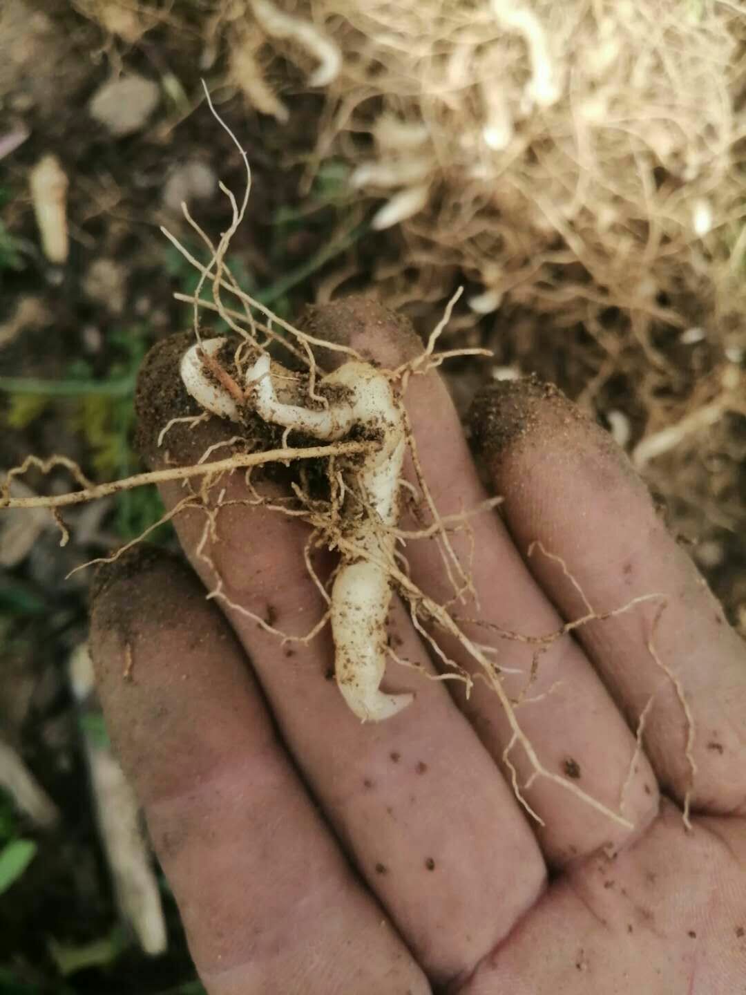 鸡头黄精种苗   鸡头黄精   鸡头黄精基地直供