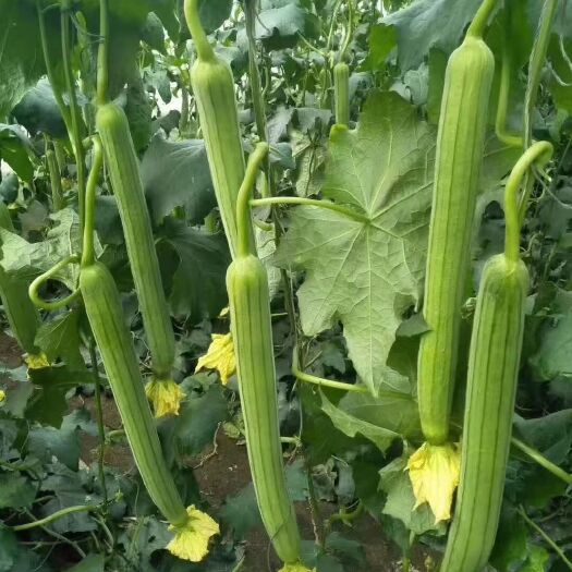 寿光市肉丝瓜 30~50cm 