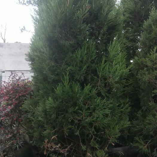 成都 塔柏，侧柏，柏树