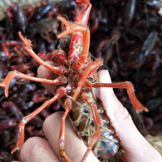 汉川市清水小龙虾  湖北精品小龙虾，只只满肉，产地直供，一件代发