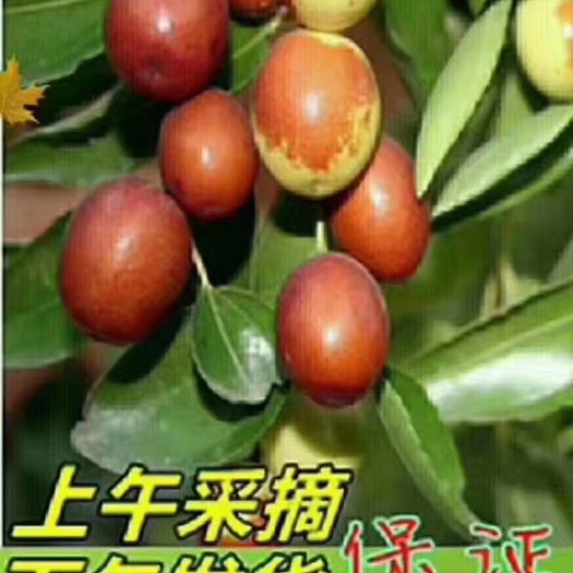 乐陵市山东乐陵金丝小枣果园鲜摘脆甜可口养胃健脾