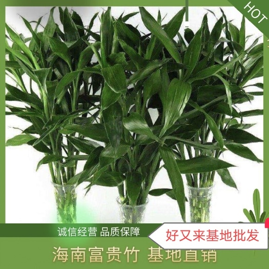 海口富贵竹  好又来基地批发，一手货源，物美价廉。