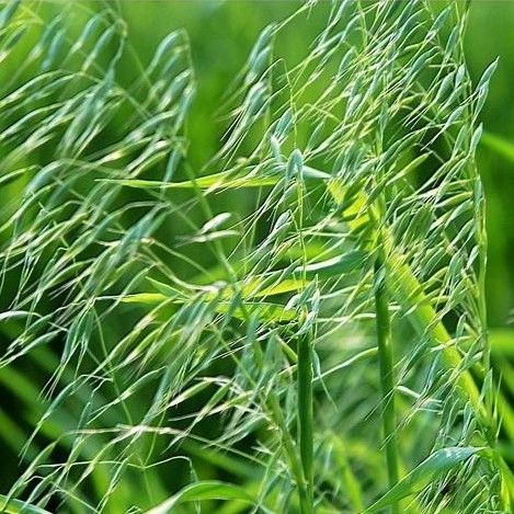 燕麦种子边锋燕麦牧草种子高产量饲料高营养 热卖春秋季种植