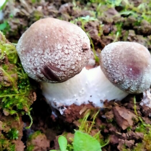 习水县供应赤松茸鲜菇