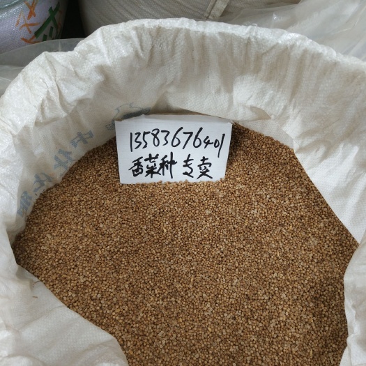 高密市 专卖香菜种子