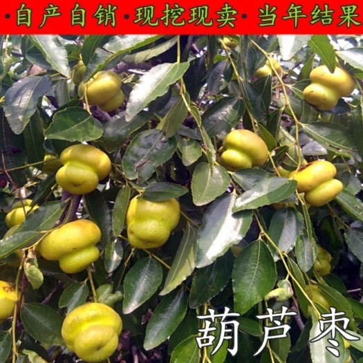 平邑县葫芦枣苗 葫芦枣树苗满堂红枣树苗品种齐全质量保证现挖现发