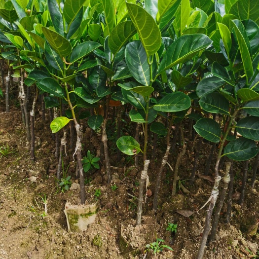 本地菠萝蜜苗，黄肉菠萝蜜，湿苞口感