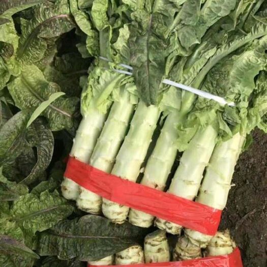天门市红叶莴笋 精品莴苣，大量上市，专业工人装车，诚信合作发货全国各地