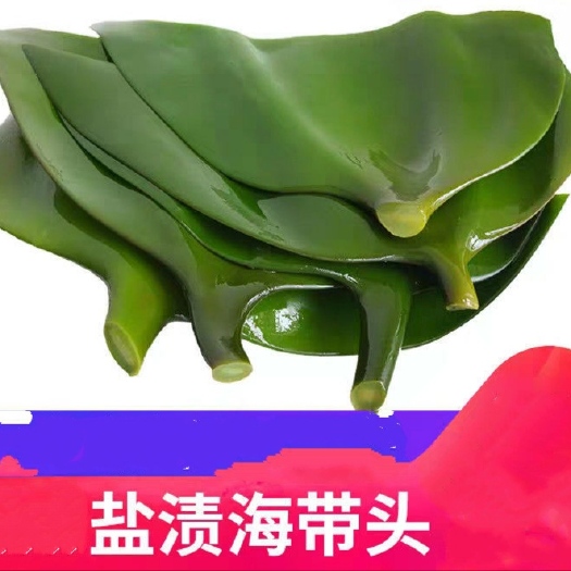 五常市海带  盐渍海带头  大厚海带头鲜嫩滑口凉拌海带头5斤装包