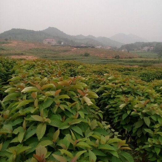 九江喜树小苗价格 喜树苗木基地供货 喜树苗批发