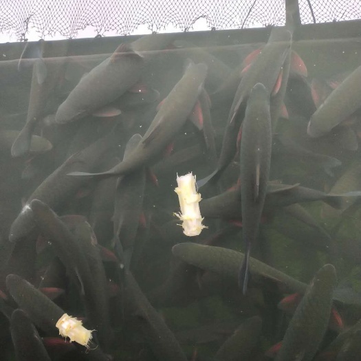 河池青竹鲤 
